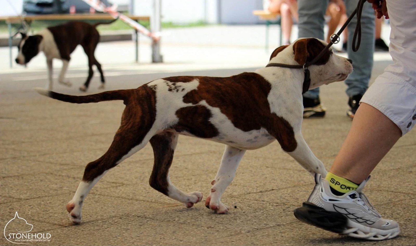 American Staffordshire Terrier mozgás közben