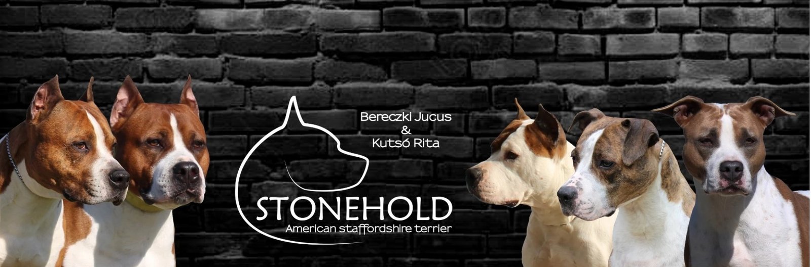 STONEHOLD American Staffordshire Terrier